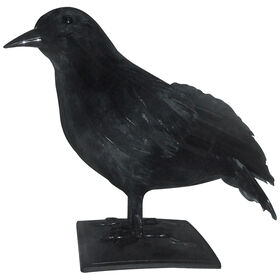 Black Crow
