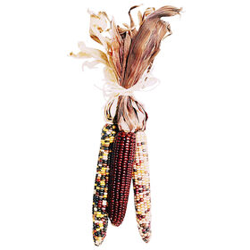 Indian Corn Bundle