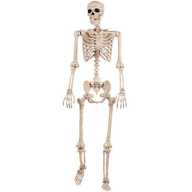 Life Size Poseable Skeleton